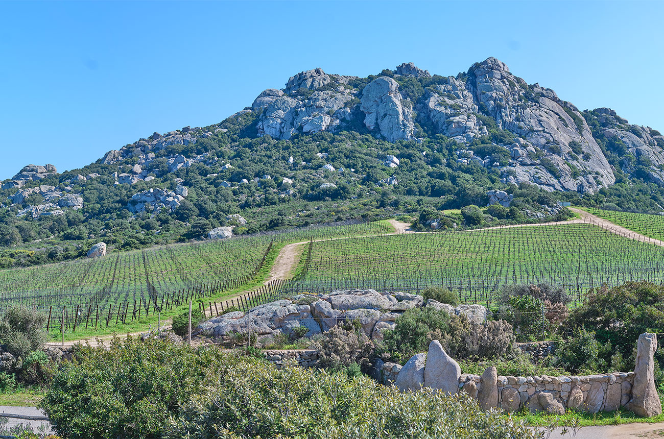 Vermentino landscape
