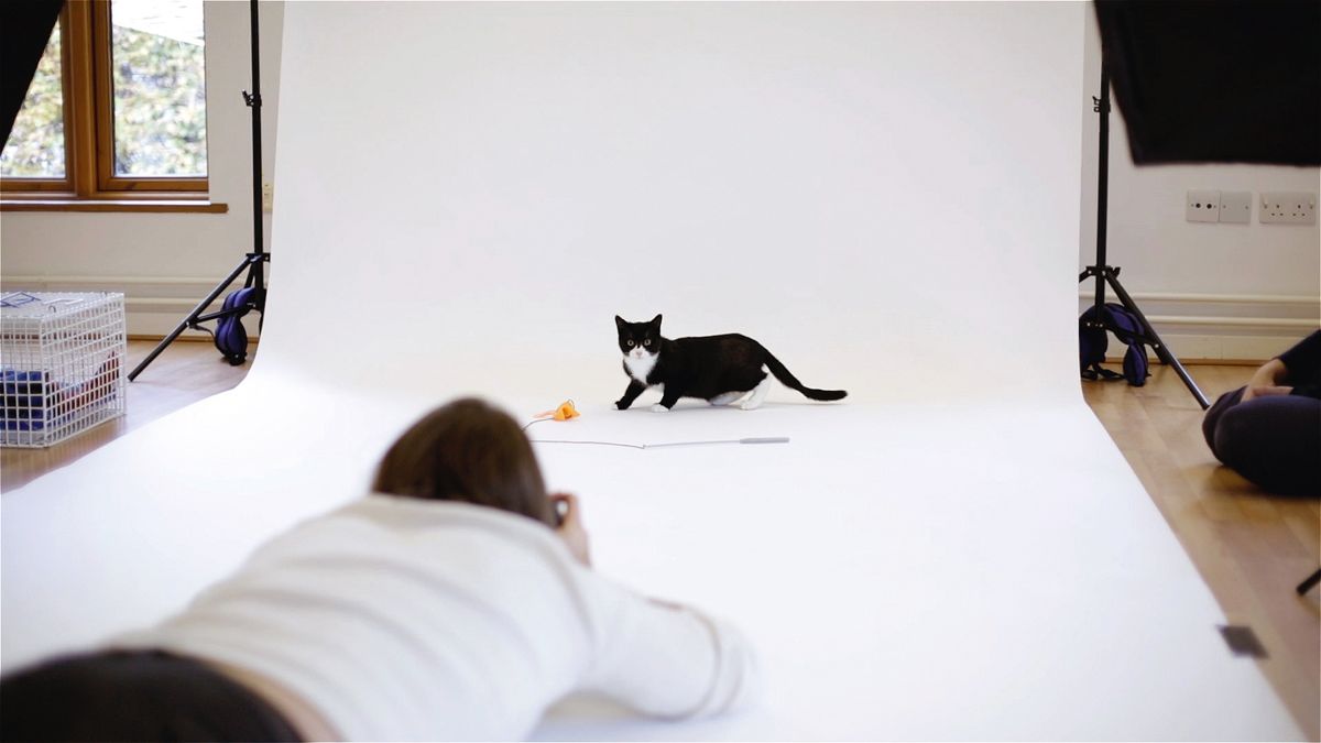 cat photography studio lighting