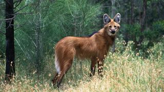 Maned wolf