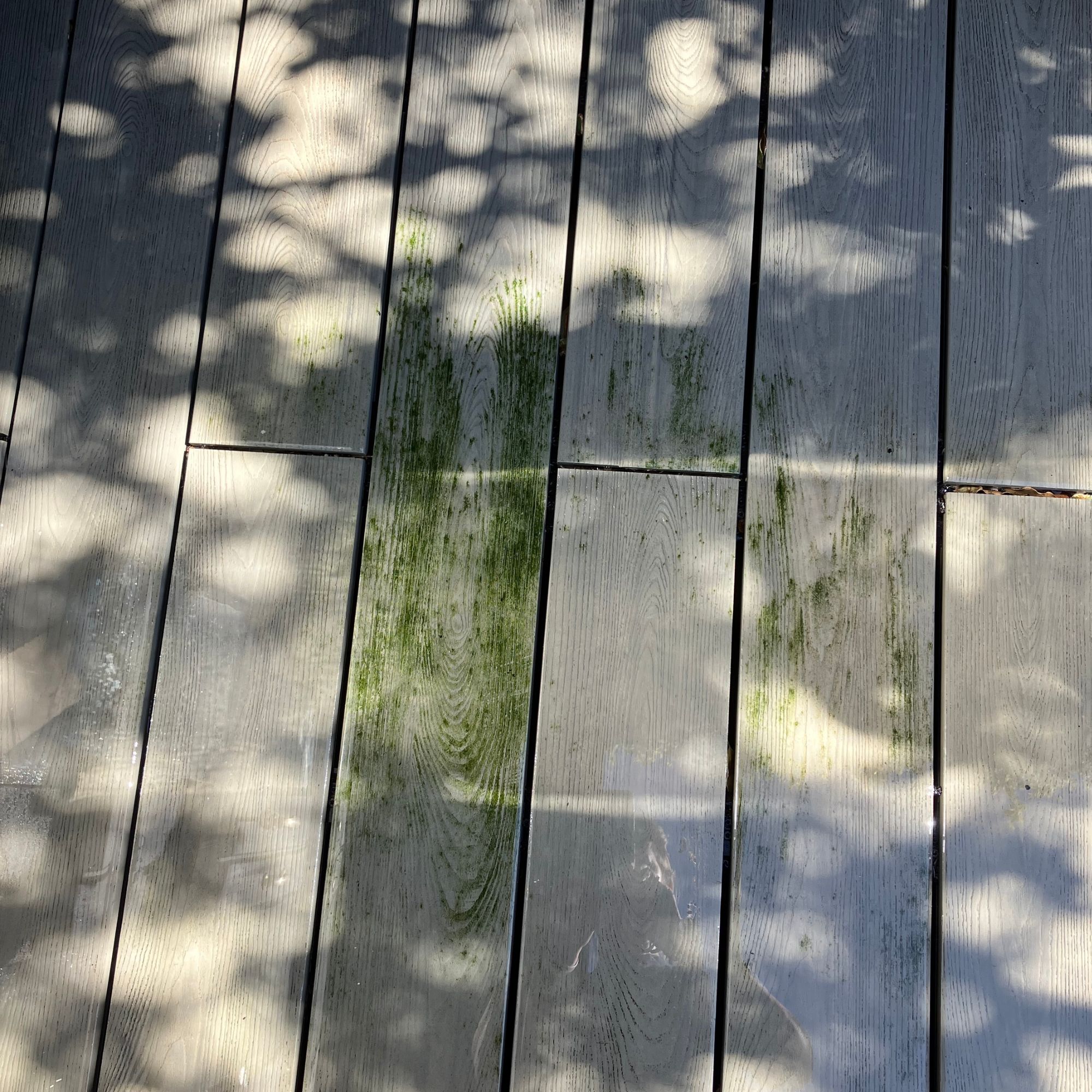outdoor deck with algae