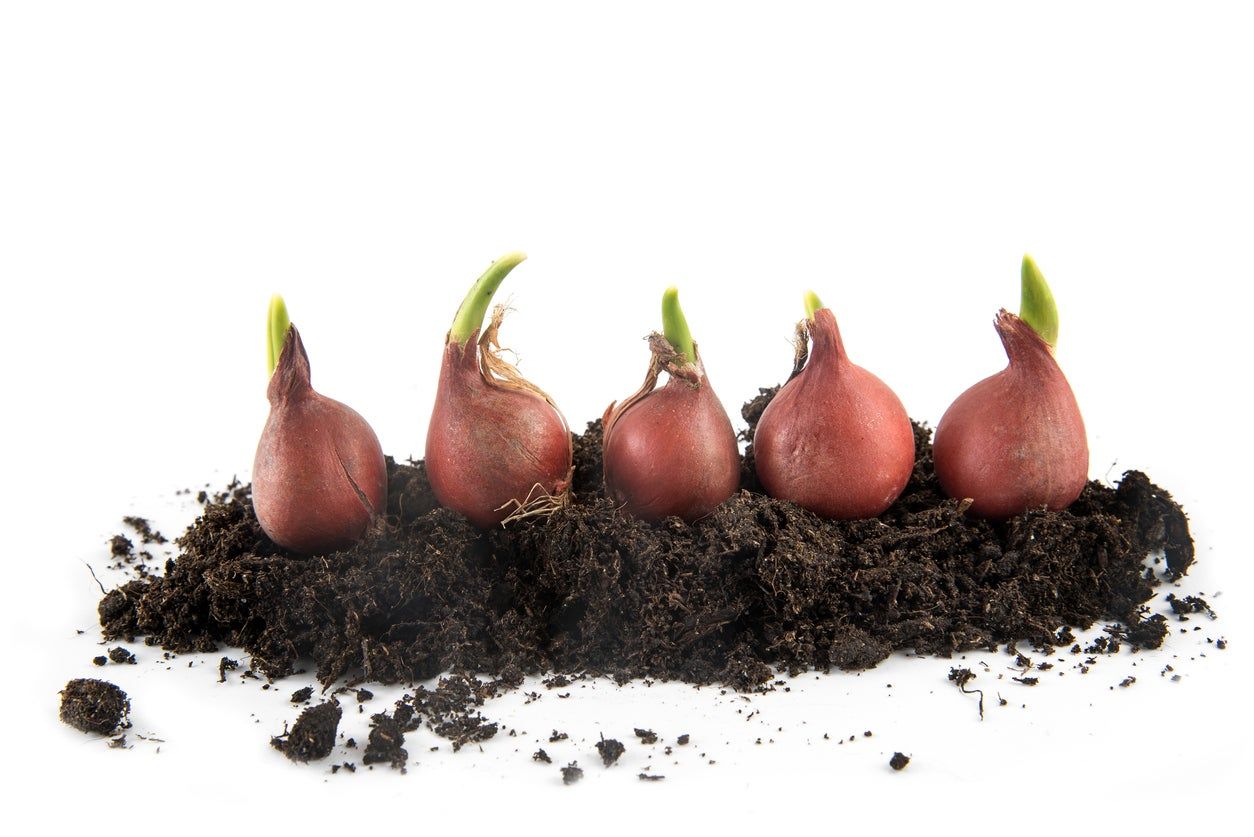 Five Flower Bulbs Sitting On Top Of Garden Soil