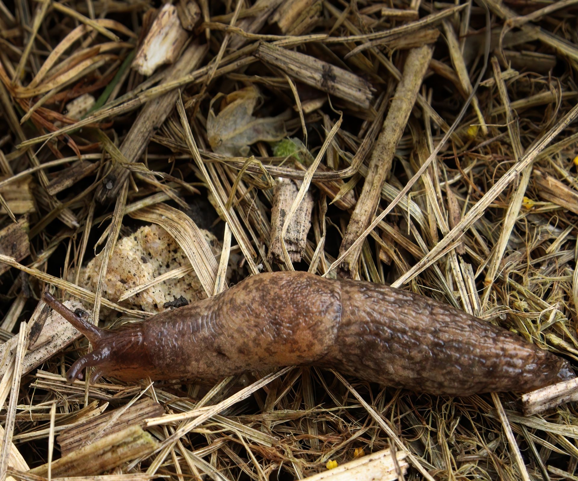 A slug crawling along some straw