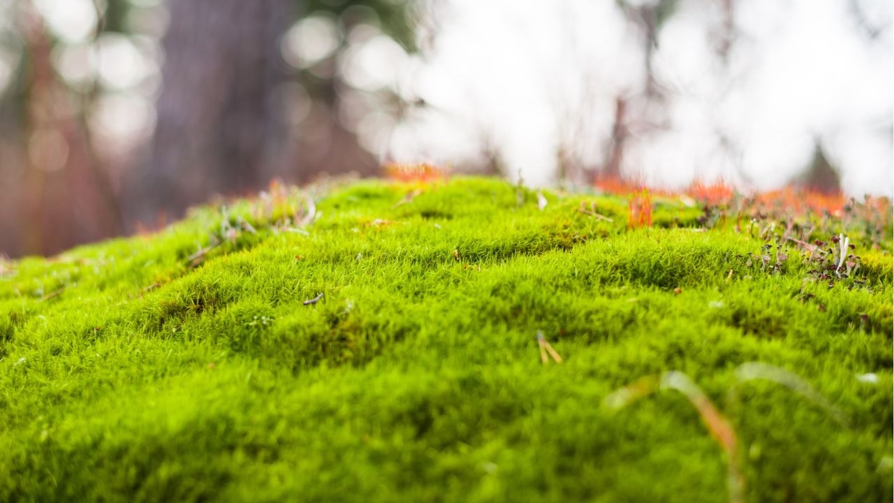 Types of moss