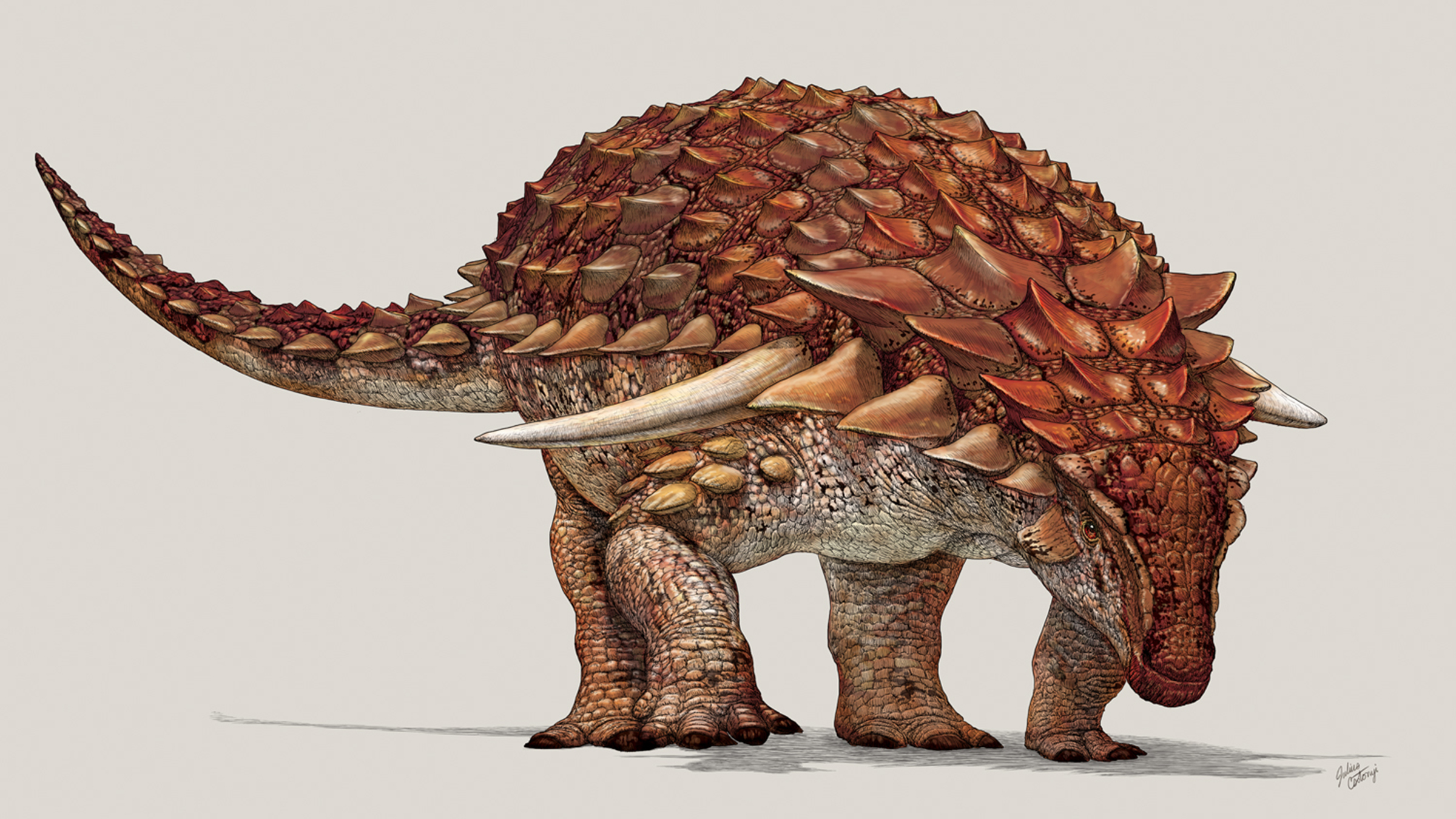 Borealopelta, a nodosaur dinosaur, looked like an armored tank, but it still needed countershading to elude predators during the Cretaceous period.