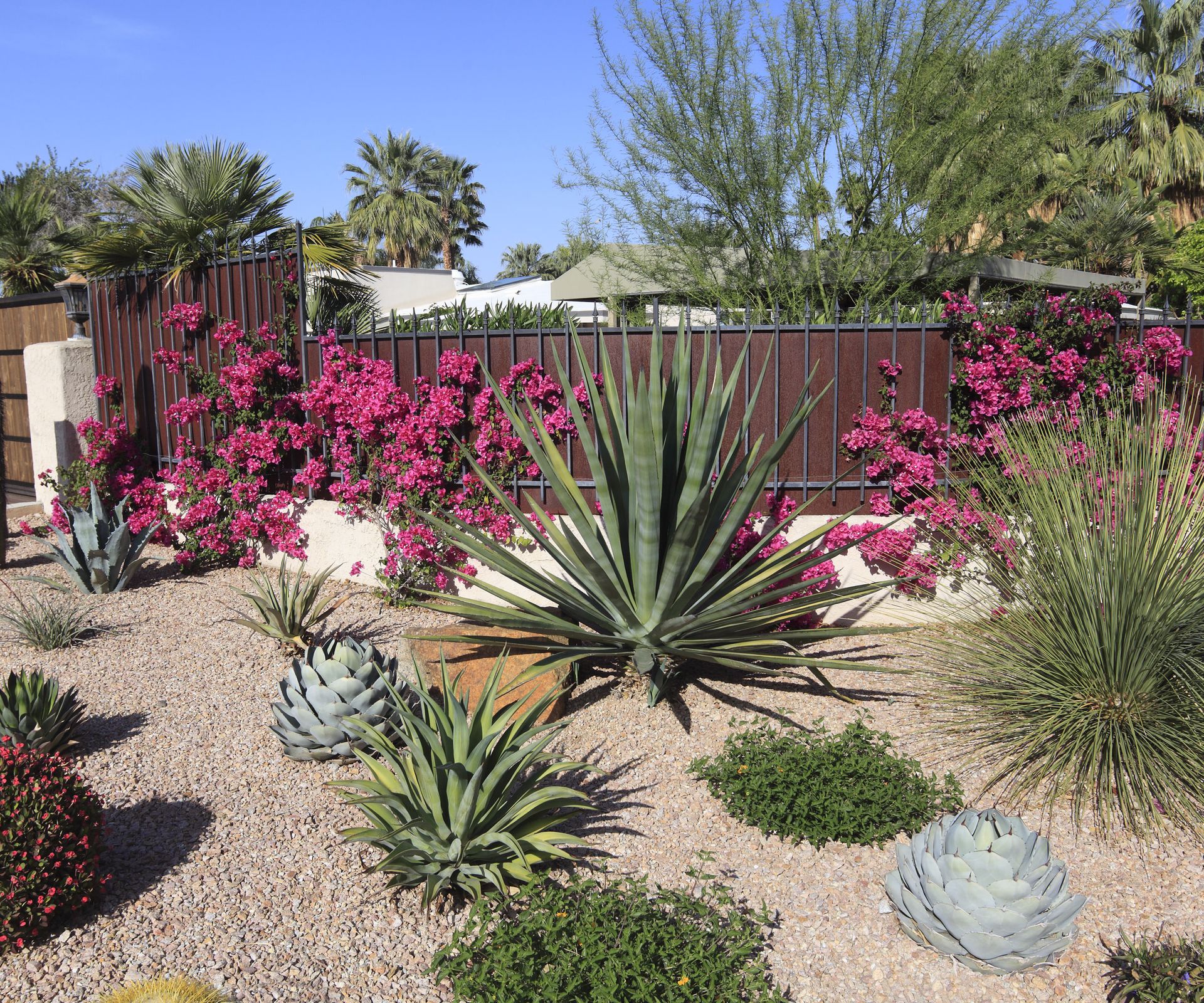 drought tolerant plants in gravel garden