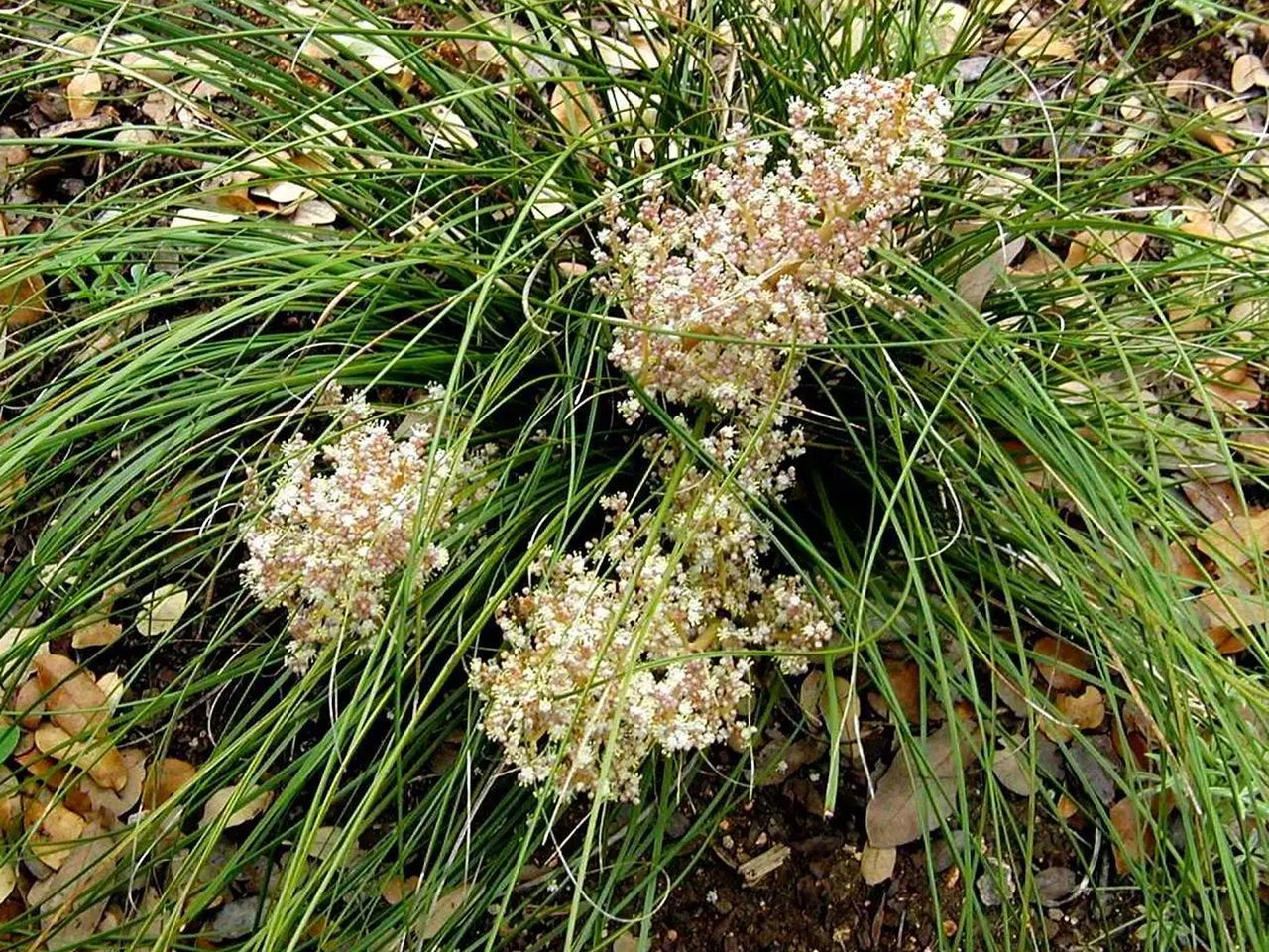 Best plants for a dry garden Livingetc