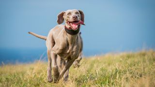 Weimaraner