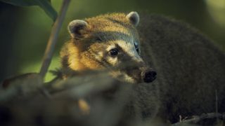 A coati in Earth: The Nature of Our Planet