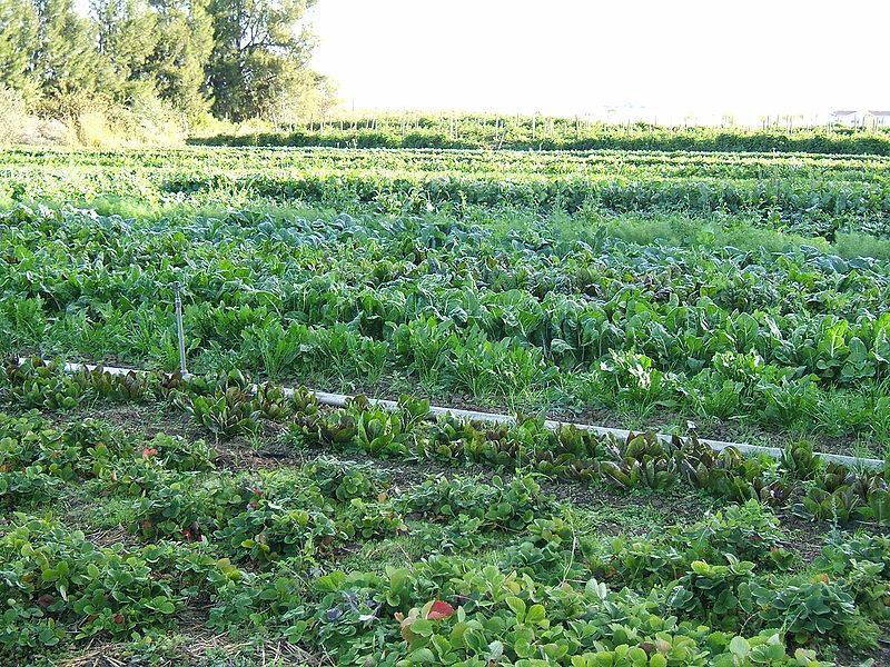 Do Football Players Wear Leggings  International Society of Precision  Agriculture