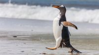 Gentoo Penguin striding along beach on New Island, Falklands