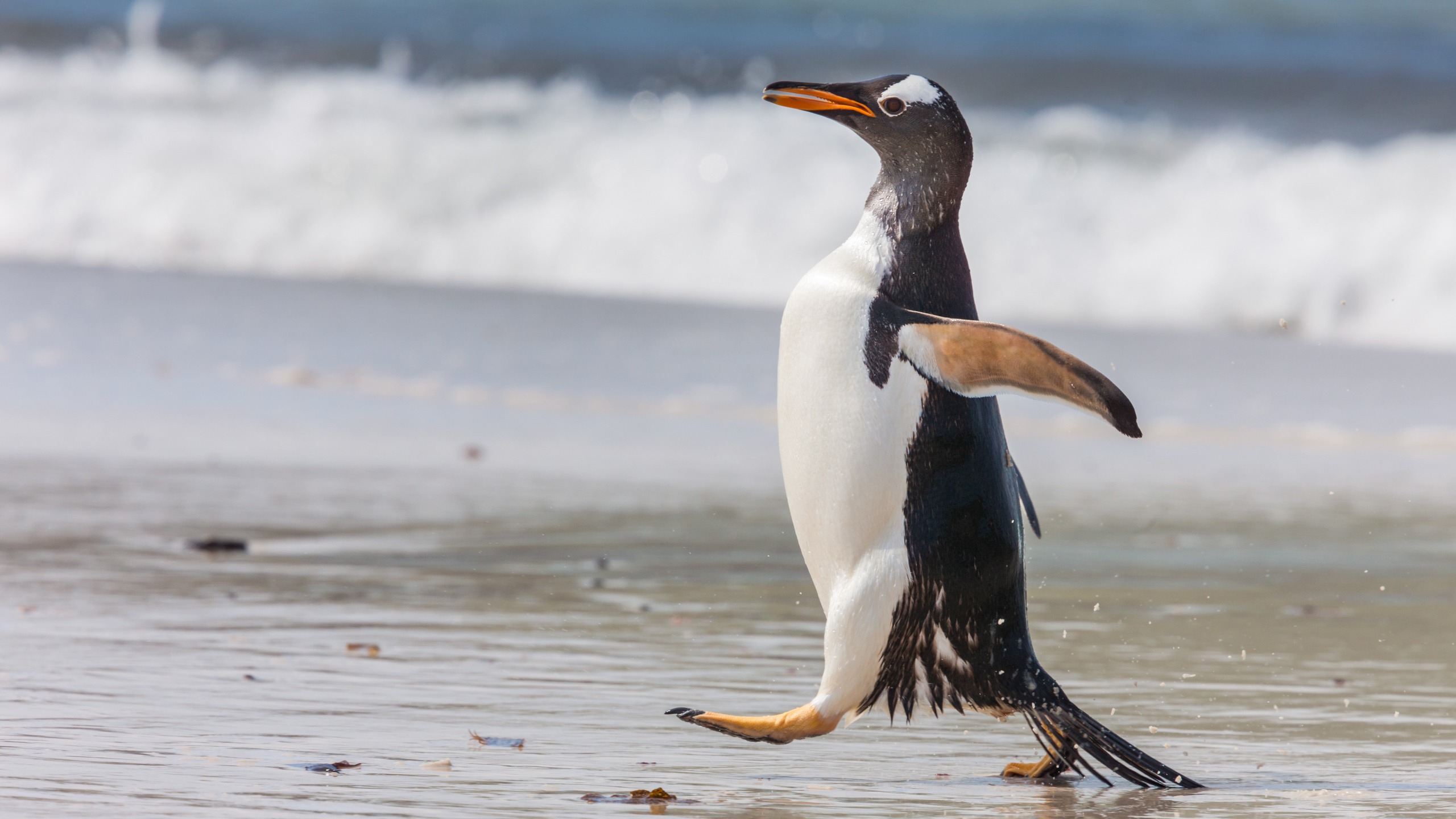 Gentoo Penguin striding along beach on New Island, Falklands