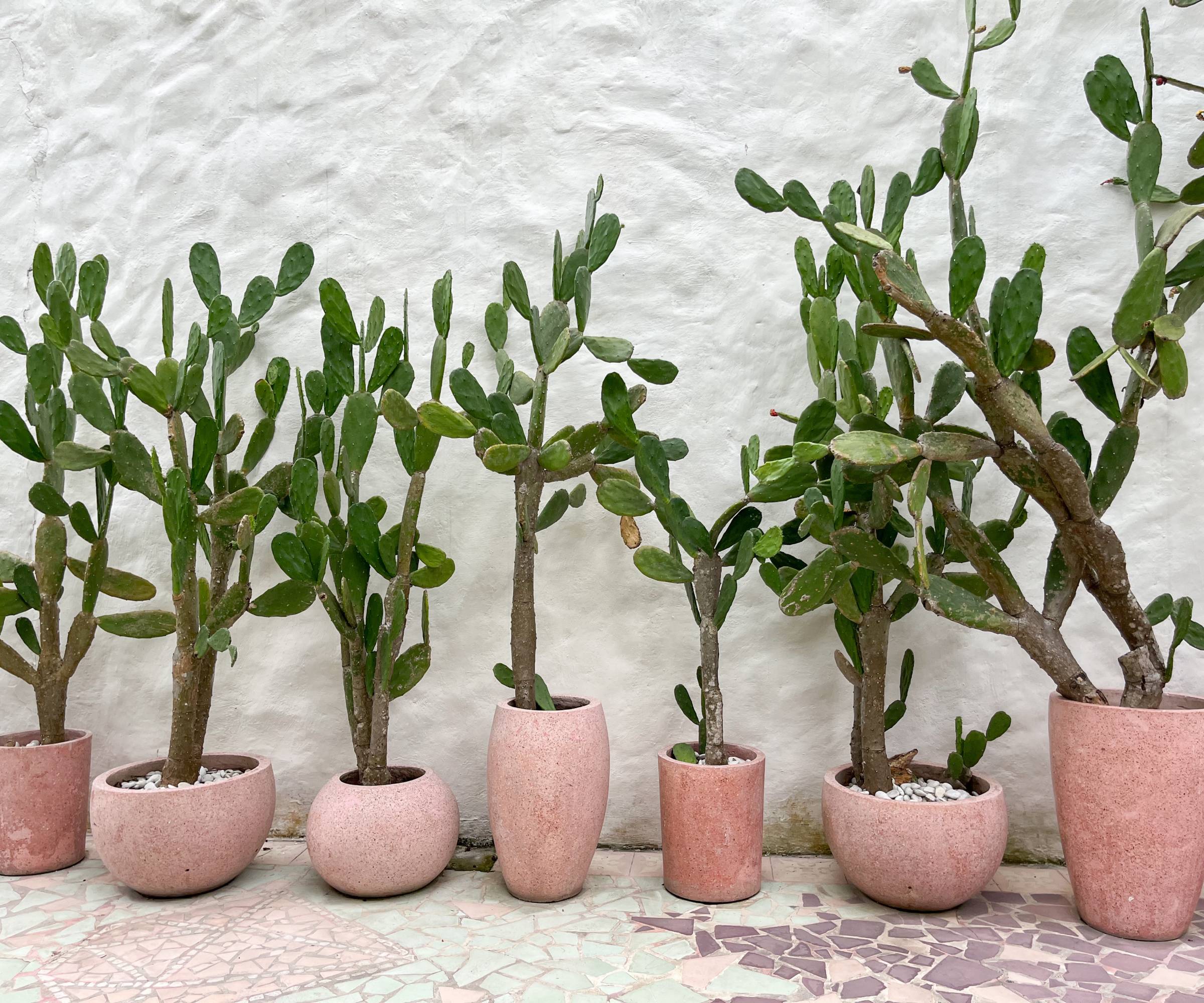 Several potted cacti against a white wall