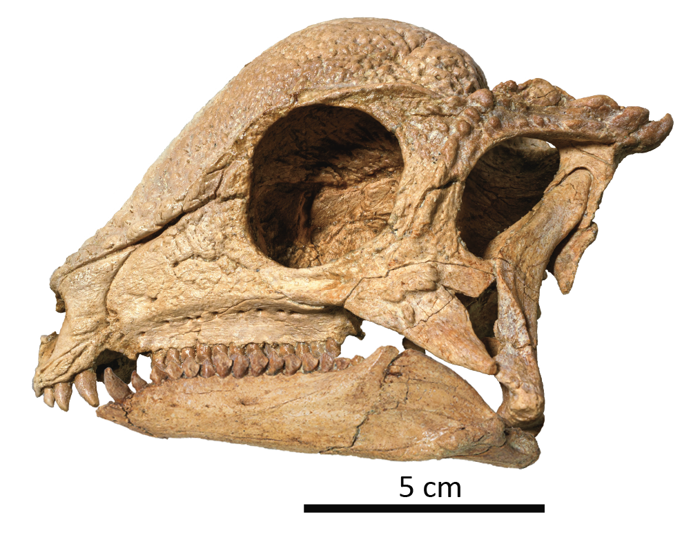 Zavacephale skull