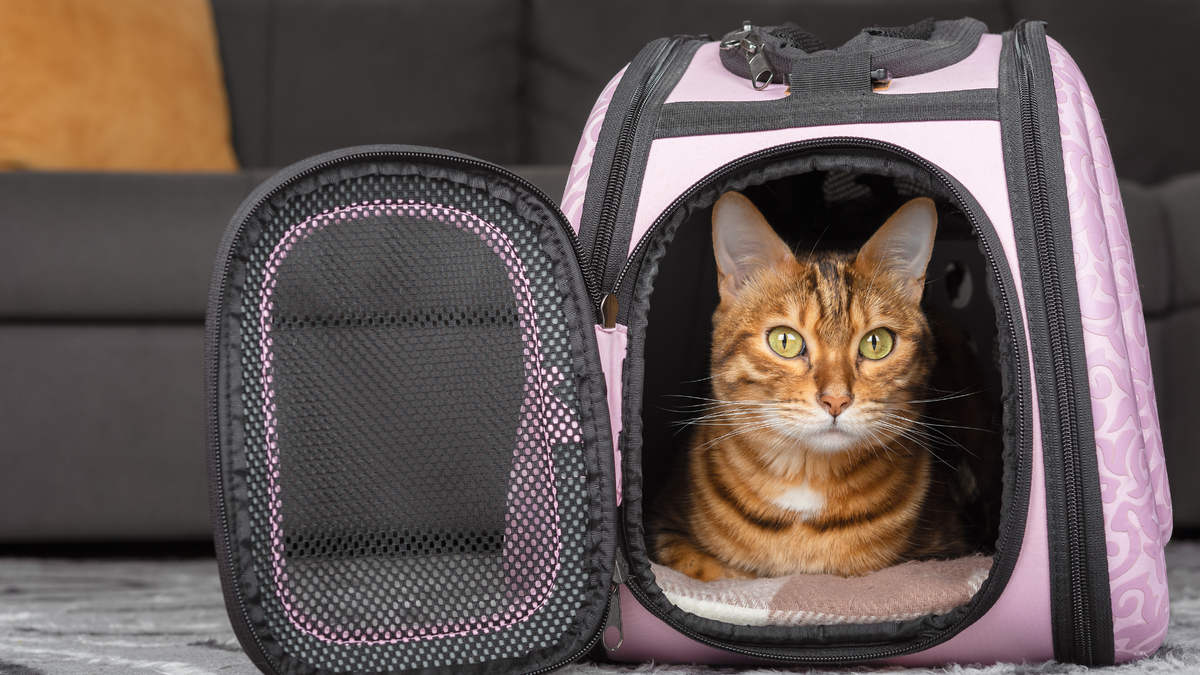 Red bengal cat inside one of the best cat carriers in pink