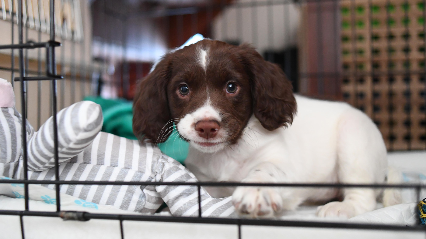 Puppy in a crate for crate training
