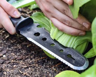 Gardener harvests bok choy with hori hori knife