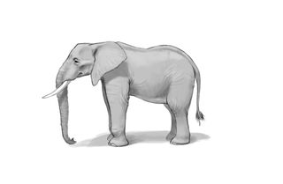 A grey sketch of an elephant