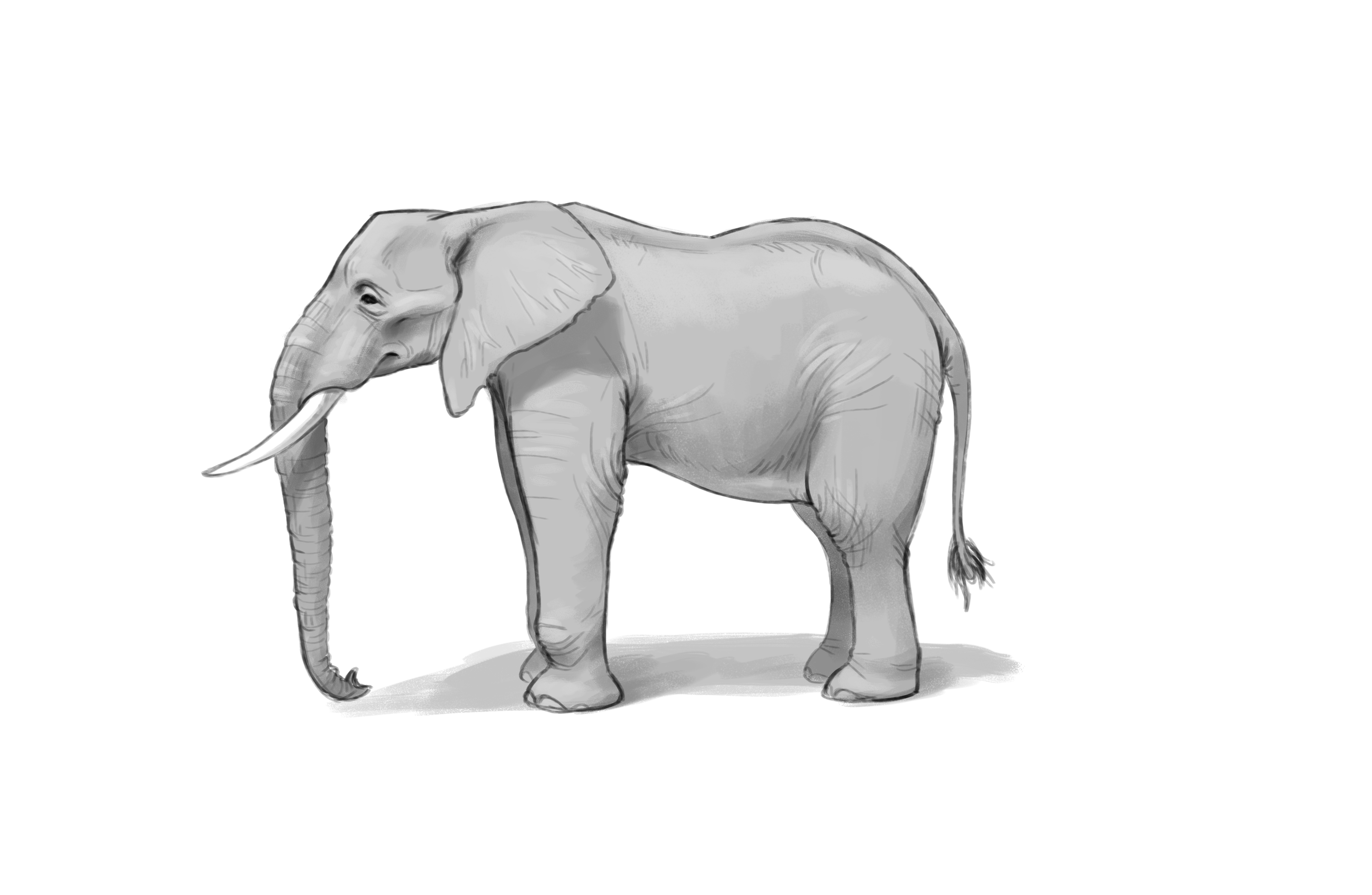 How to draw: an elephant