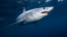 A shortfin mako shark swimming.