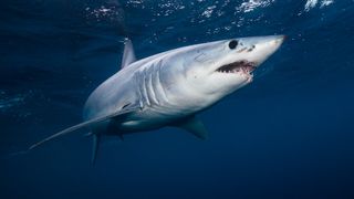 A shortfin mako shark swimming.