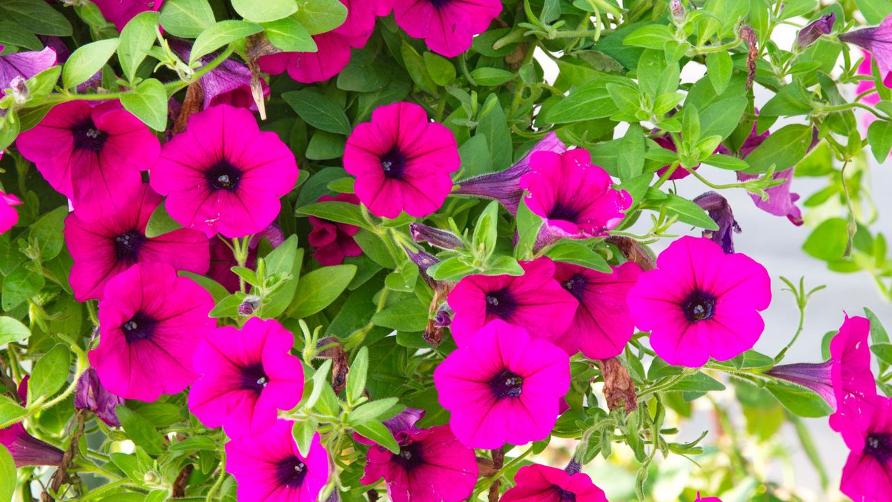 pink petunias in a hanging basket