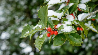 冬青植物在雪