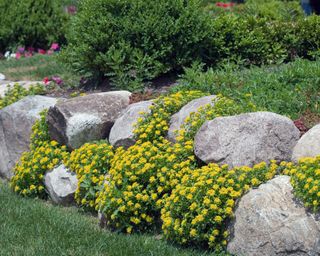 ground coverplants over a rock garden wall