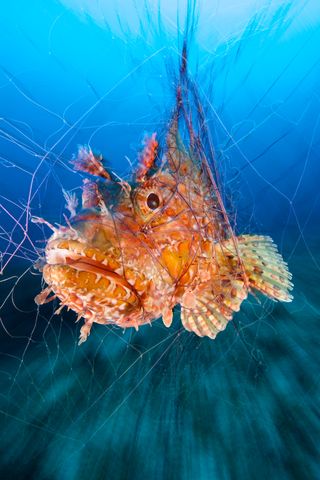 Photographer Guglielmo Cicerchia snagged a runner-up spot in the contest's Portrait category for this seemingly whimsical, yet dark, shot of a scorpionfish caught up in a fishing net. "During the dive, I found a fishing