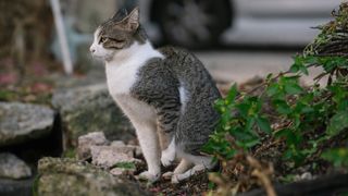 Grey and white cat defecating outside