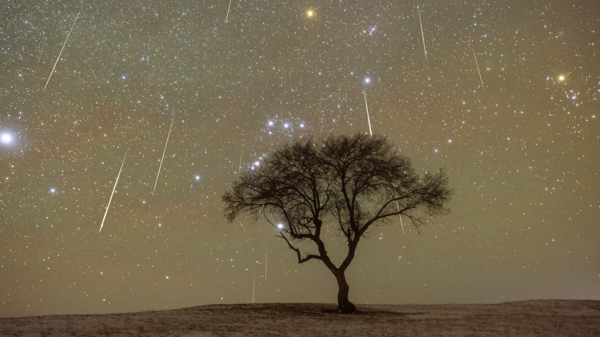 The moon sets and meteors fly by a lonely tree on the grassland.
