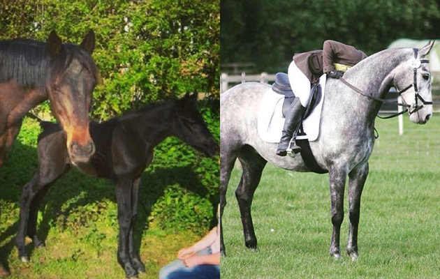 &ldquo;This is Jimmy aka Westfields Midnight Thiller whom I have had since he was a foal. He was born jet black without a smudge of white anywhere and now, at just over seven-years-old, Jimmy is almost all white barring his legs and parts of his body&rdquo; &mdash; Kezia Grubb