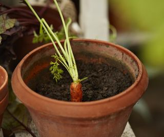 Carrot growing in pot