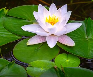 water lily in bloom