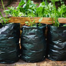 potatoes in grow bags