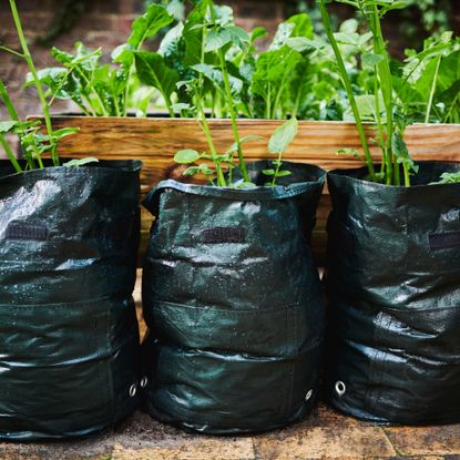 potatoes in grow bags
