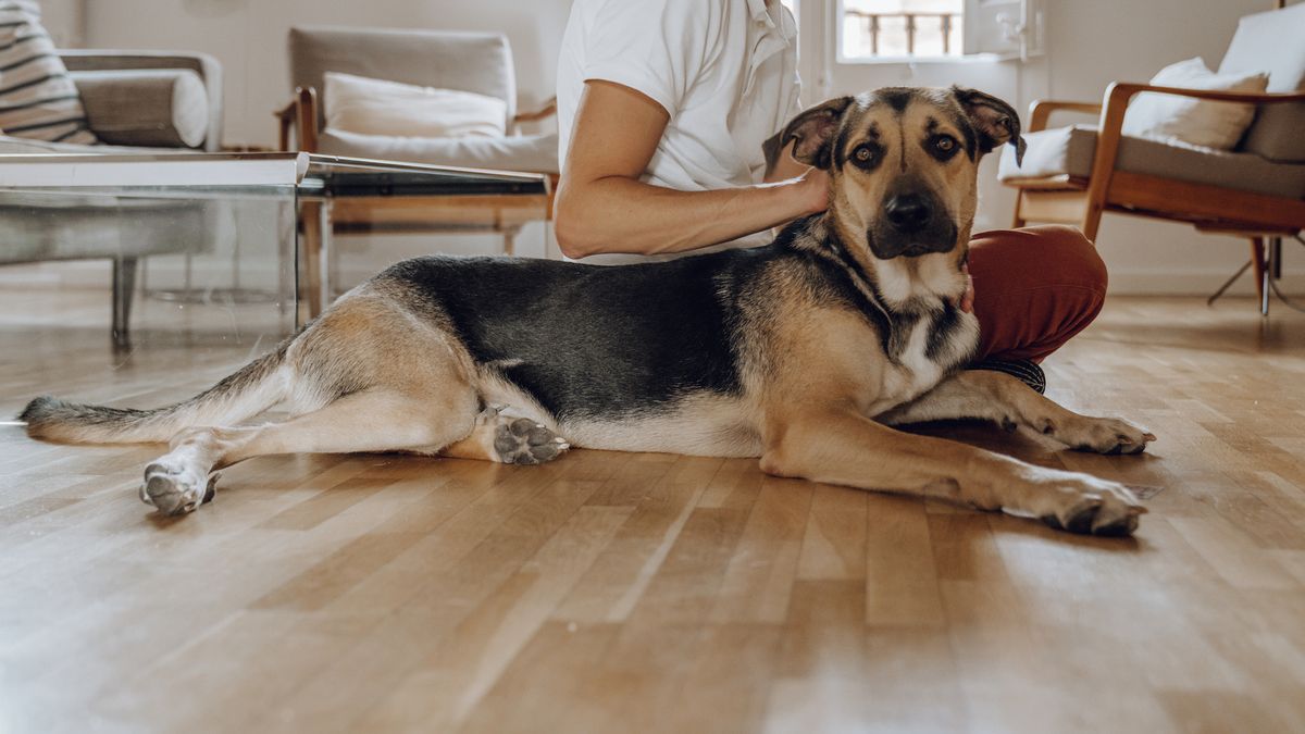 Dog lying on floor in home