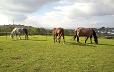 2-Case-study-horses-grazing.jpg