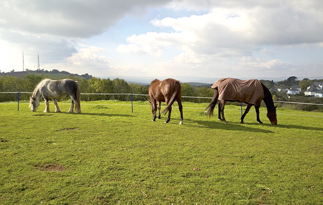 2-Case-study-horses-grazing.jpg
