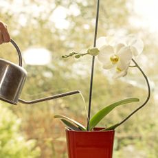 Grower waters and fertilizes white phalaenopsis orchid
