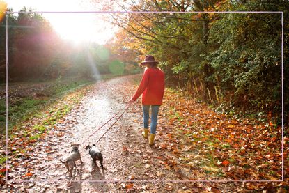 A woman walking her dogs over autumn leaves