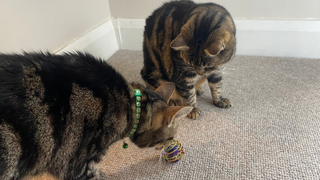 Megan's cats sniffing and looking at a catnip ball toy which didn't make the list of the best catnip toys