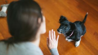 Woman teaching a dog to sit down