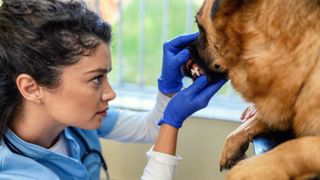 A vet in blue and white scrubs examines a German Shepherd’s teeth