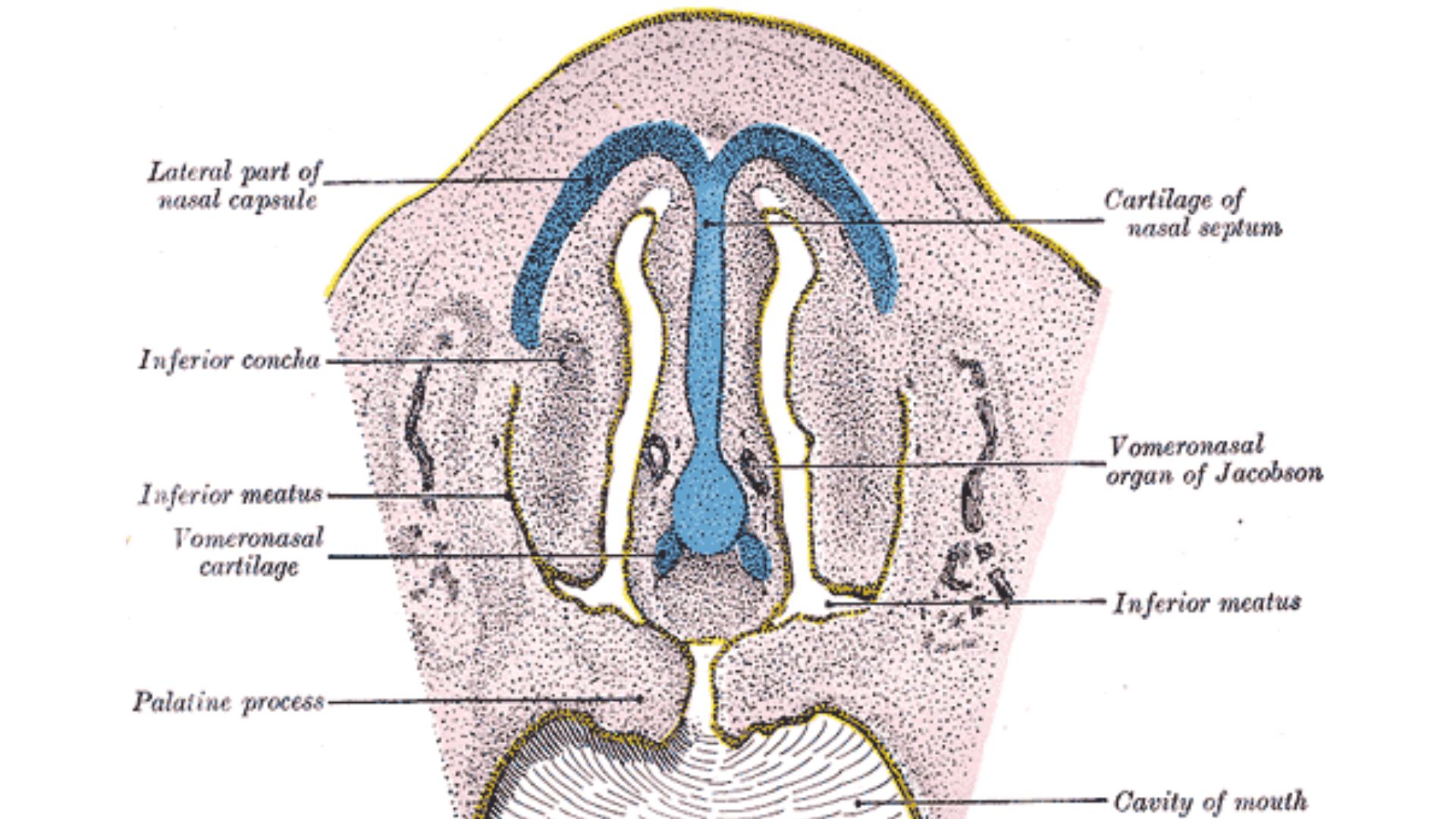 Illustration of the nasal cavity of a human embryo with the two openings of the vomeronasal organ labeled
