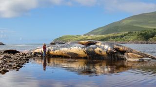 A large dead whale lying on the shore