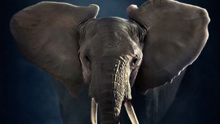 An elephant in Dynasties II.