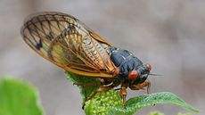 A cicada on a plant
