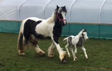 abandoned tethered mare healthy foal