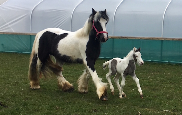 abandoned tethered mare healthy foal