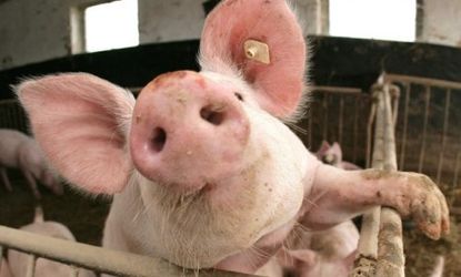 Raising pigs and other livestock for food creates more greenhouse gas emissions than the world's planes and cars combined. An alternative? Lab-grown meat.